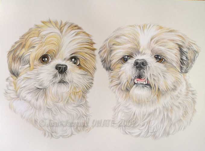 double portrait des shih-tzu jumelles Nitsan et Nova dessines au crayon